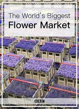 《世界上最大的鲜花市场》：绽放的色彩与金钱的味道，探秘荷兰花卉帝国的秘密